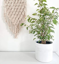 Load image into Gallery viewer, Tree Stripes Cylinder Pot Kilima - Chalk (Large)