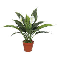 Load image into Gallery viewer, Artificial Spathiphyllum Peace Lily Plant with White Flowers 60cm
