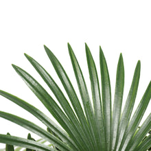 Load image into Gallery viewer, Artificial Wide Leaf Fan Palm Tree 90cm