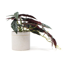 Load image into Gallery viewer, Artificial Bergonia Plant In Decorative Bowl 30cm