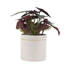 Load image into Gallery viewer, Artificial Bergonia Plant In Decorative Bowl 30cm