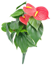Load image into Gallery viewer, Red Anthurium Bunch UV
