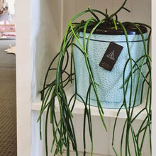 Load image into Gallery viewer, Tree Stripes Reef Design Pot in Almond Blue (Small)
