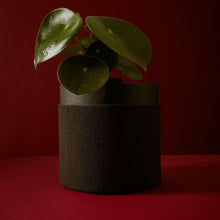 Load image into Gallery viewer, Tree Stripes Sand Coated Collar Pot in Sandshell (Large)
