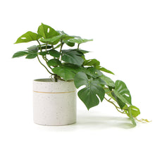 Load image into Gallery viewer, Decorative Ceramic Bowl Potted Artificial Monstera Plant 30cm
