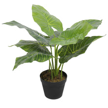 Load image into Gallery viewer, Artificial Potted Taro Plant / Elephant Ear 55cm
